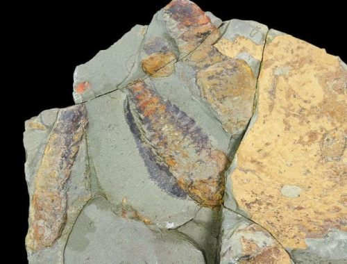 fossilera:This is a cluster of three rare, fossil aglaspids (Tremaglaspis) from the Upper Fezouata F