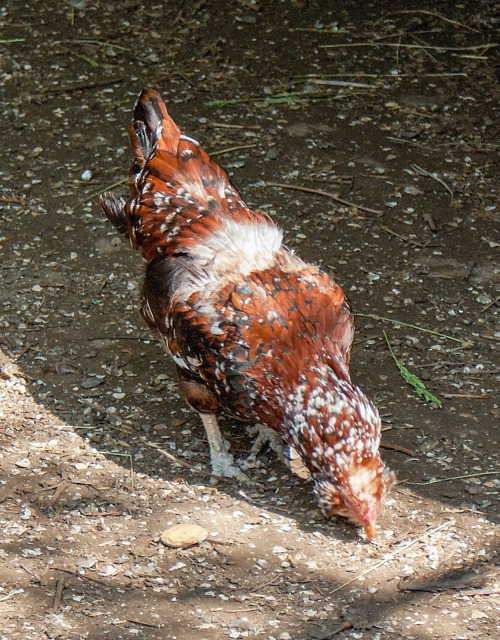 May 12 2011. A zoo in Zaporizhia city.