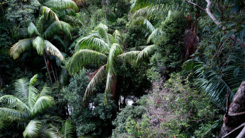 oceaniatropics:  mount tamborine rainforest skywalk, SE Queensland, Australia