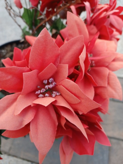 florealegiardini: Poinsettias in spring I saw on my stroll