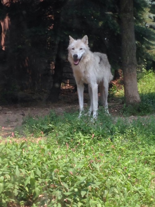 dunedehaan:  look at this pretty wolf i saw today