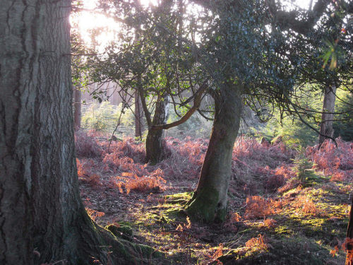 New Forest NP, Hampshire, England by east med wanderer on Flickr.