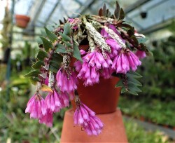 orchid-a-day: Dendrobium limpidum July 16, 2018  