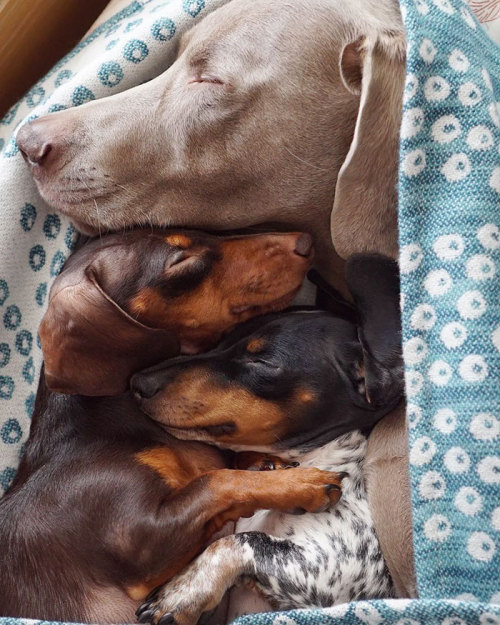 awesome-picz:Two Dogs Get A New Puppy And Now They’re The Best Sleeping Buddies Ever.