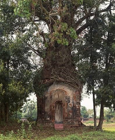treehugger52:  Banyan Tree and 16th Century Terracotta Temple, Attpur, West Bengal,