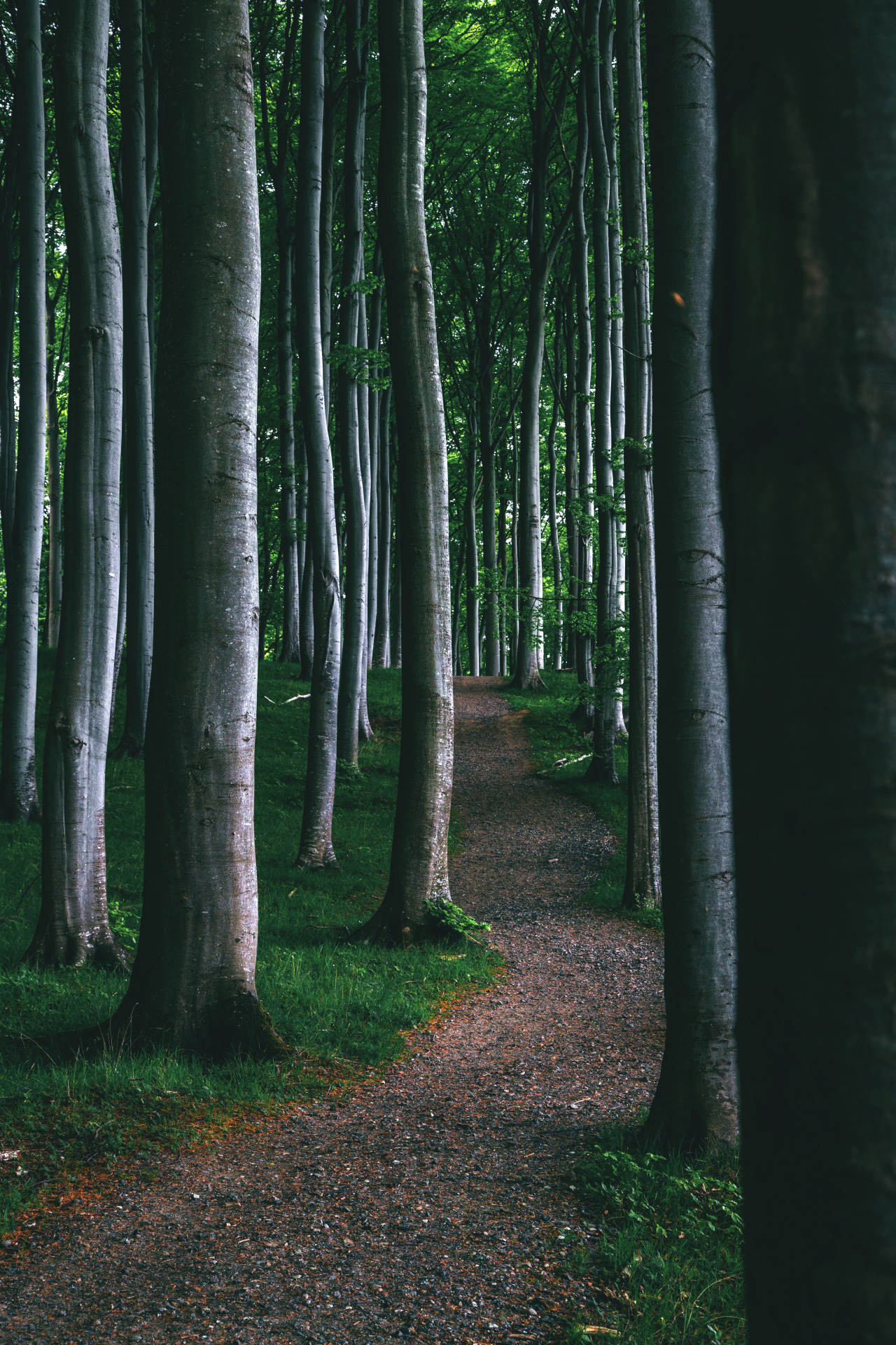 dennybitte:  beech wood  by Denny Bitte 