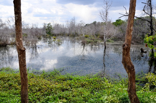 Neak Pean - The Temple of the “Entwined Serpents” - Angkor, Cambodia Set within a rectan