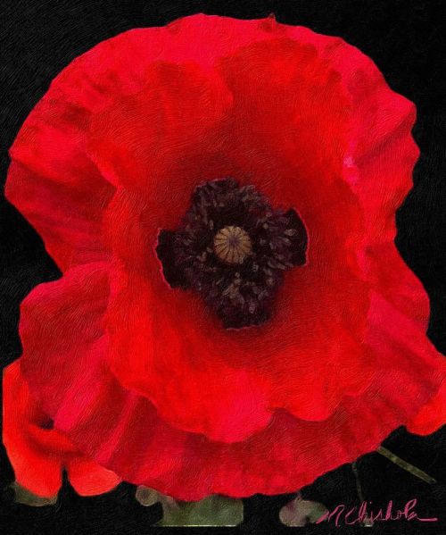 A wonderful man on Instagram took a photo of this gorgeous poppy. I asked if I could paint it, and h