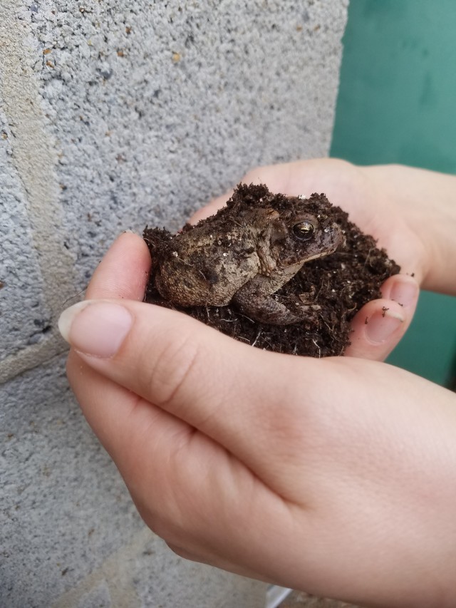 a pair of hands hold the toad and their dirt