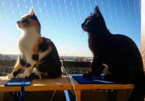 the-amber-eyes: Bird watching