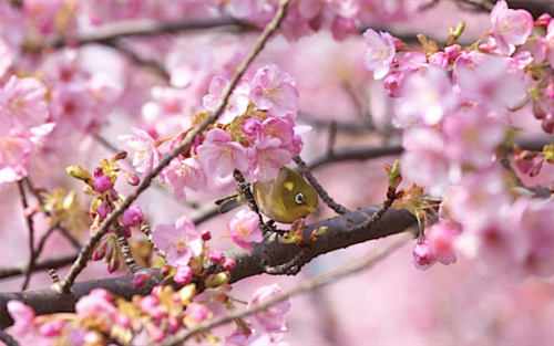 nubbsgalore:japanese white eye birds resting in cherry blossom trees, which bloom for only a few weeks in early spring. photos by (click pic) yoshikazu tsuno, mike romani, tsuyoshi, kaz watanabe, myu-myu and tetsuo wada