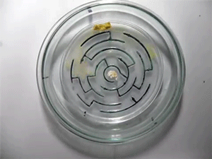 sizvideos:  Slime mold solving a maze to get food Video   “solving” isn’t technically the word here… but still very cool.