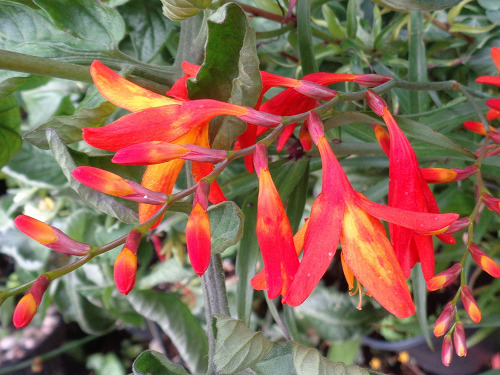 theplanthouse:Crocosmia is a genus of plants in the Iridaceae family, native to grasslands of southe