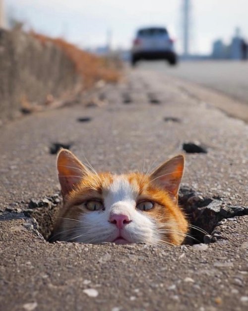 Photoshop Battles: Cat in a Pot Hole | sources