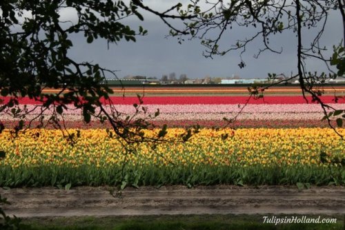 RT @tulips_holland: Wondering when the tulips will be in bloom in Holland next springtime? Have a lo