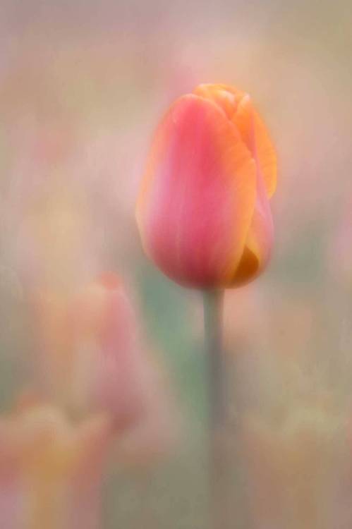 Tulip, by Torstein Roenaas.