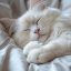 sleepyroses01