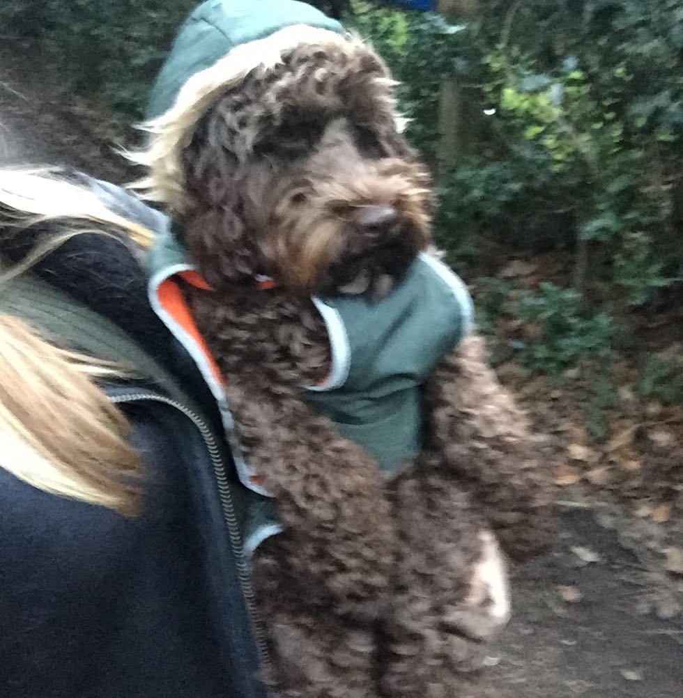 Bruce in his coat looking like a little hairy man by bethanylilyapril