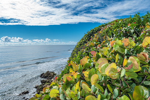 Icacos Beach, Guayanés Dry Forest, Yabucoa, Puerto Rico