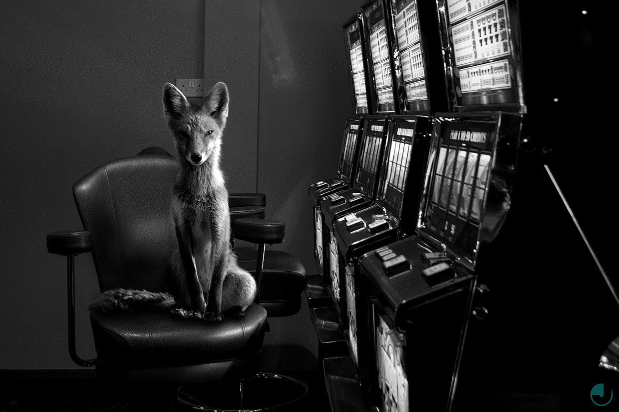 fer1972:  ‘Totem’: Photomanipulations of Wildlife in Urban Settings by Jason