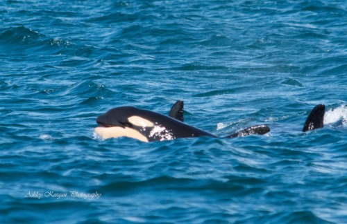 arlluk: Here’s some more baby cuteness: J52 showing off his gummy, toothless smile!  Photo by 