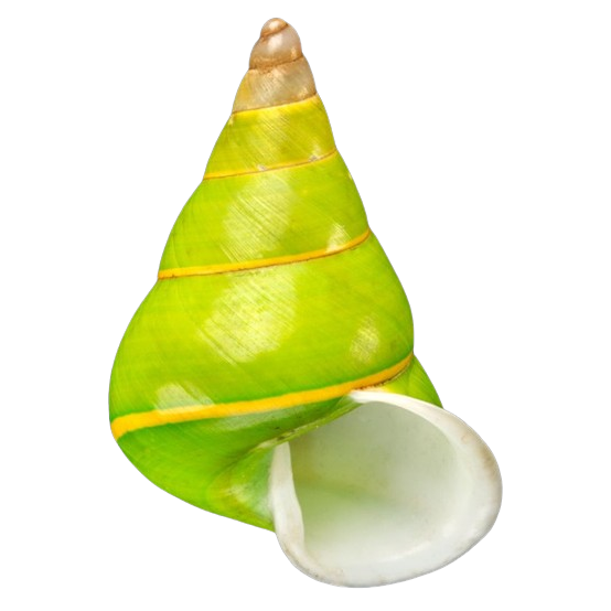 green shell