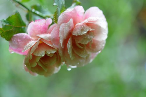 tulipnight:  Rose in the rain by myu-myu
