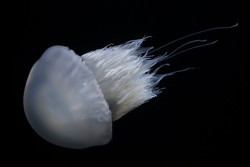 montereybayaquarium:Fire and IceIn a beautiful flurry of snowy and silvery white, the newice jellies