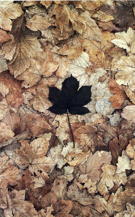 Andy Goldsworthy (British, b.1956) is a sculptor and photographer whose site-specific artworks direc