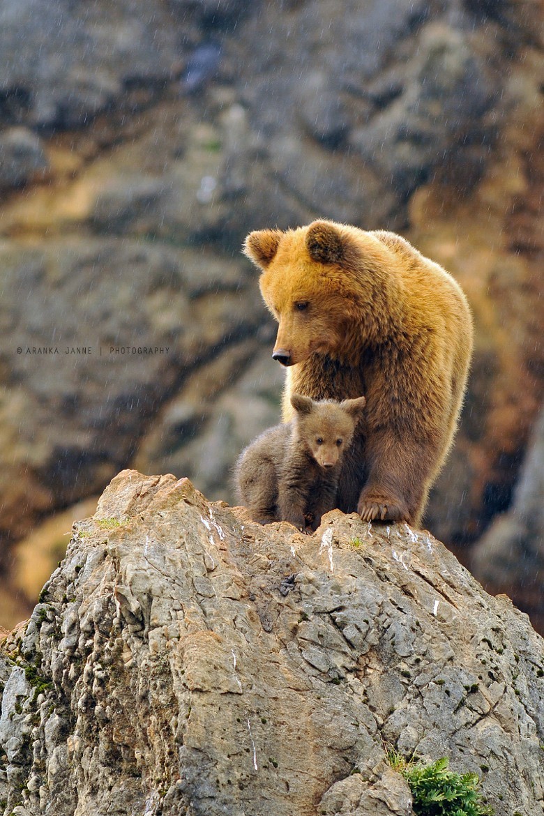 earthandanimals:   Some rainy days by aranka delina janné  