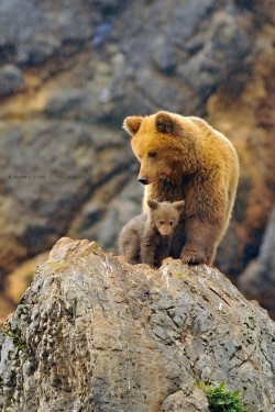 Earthandanimals:   Some Rainy Days By Aranka Delina Janné  