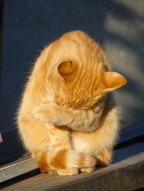 cutencats:  Winners are not people who never fail, but people who never quit. Source: http://ift.tt/2tL5AL4