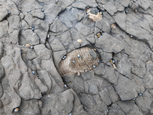 Underwater LiliesThese barrel-shaped pieces are fragmented crinoidstems. This type of crinoid was a 