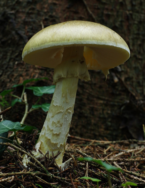 Amanita phalloides - the death cap. Don’t eat it and you’ll be fine.