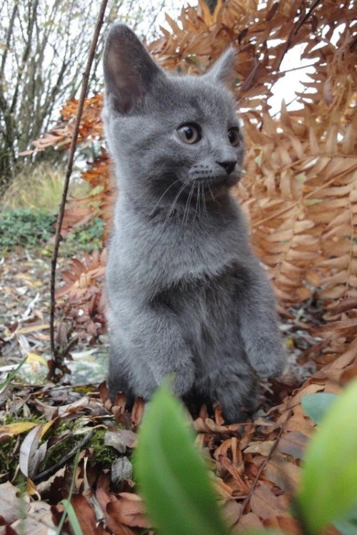 Chartreux Kitten (via Joyce Smit)