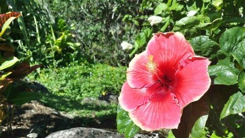 Easy Garden Trail After Intense Kayak Adventure.
