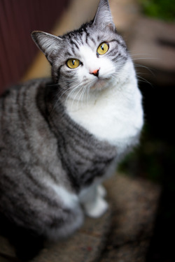 photogenicfelines:  (neco_onsen)