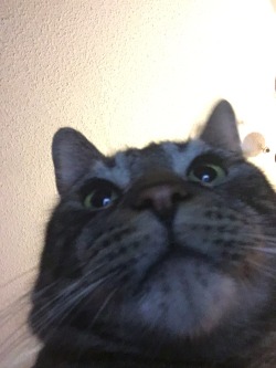 Unflattering Cat Selfies