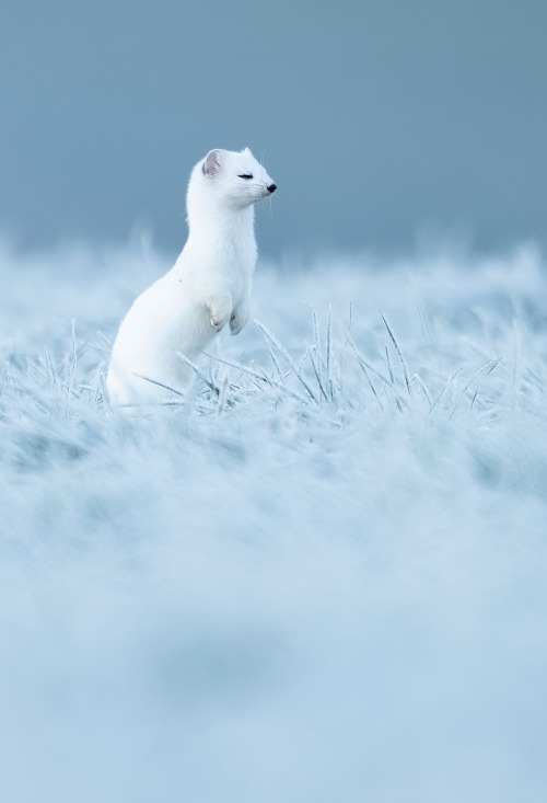 _nicolasdubois