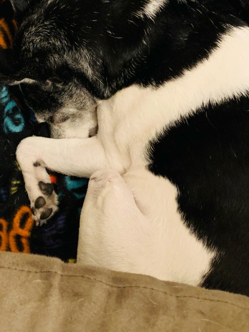 So I Just Got Some Really Really Bad News From The Vet.