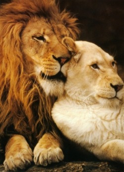 thepaintedbench:  Lion Love 