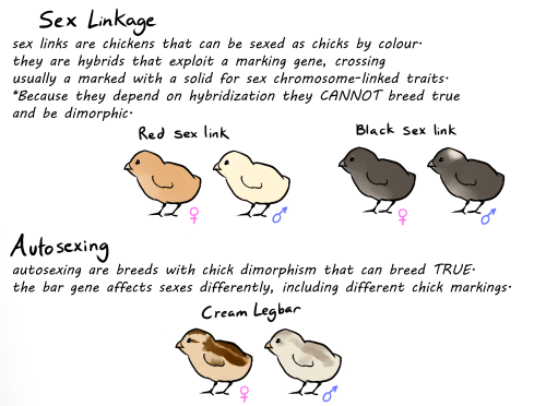 badcharacterdesign:luxtempestas:CHICKEN DIVERSITY MASTERPOSTsomething i put together that might also