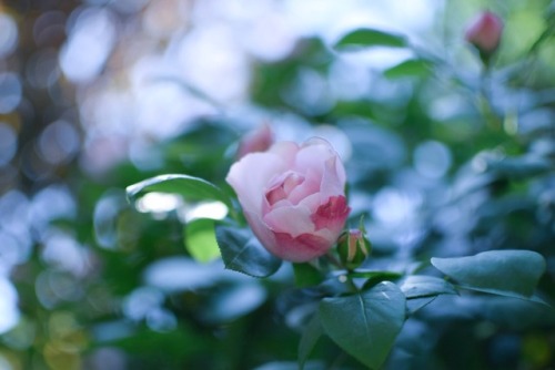 家撮りとか、お花とか… 最近、眠っているデジを使っている。 フィルムの優しい写りがもちろん好きだけど デジの写りも悪くないかな？