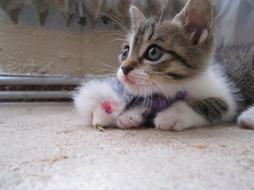 everybody wants to be a cat