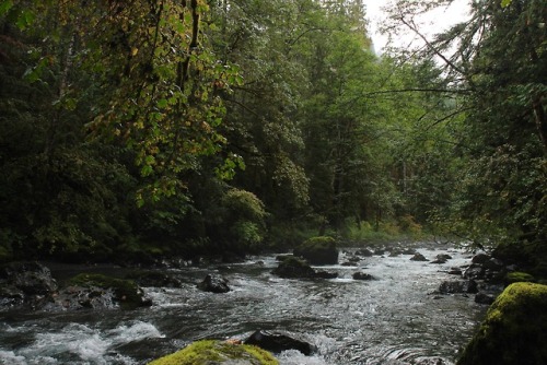 burningmine:Duckabush River Trail, September 2018
