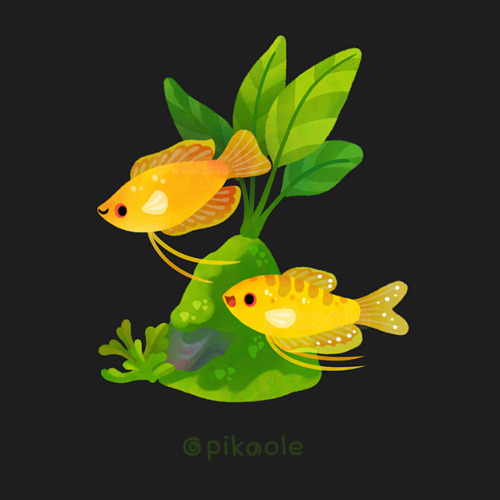 pikaole: Fresh water fish and plants [ Patreon / twitter / insta / shop / print / teepublic / LINE / Galaxy / iMessage ] 