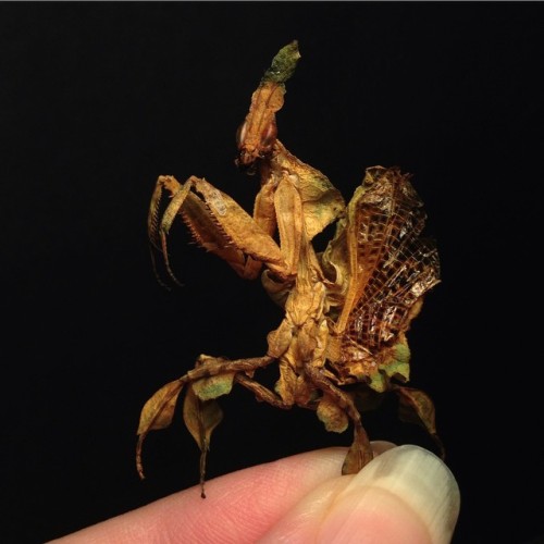 bone-lust: BONELUST CUSTOM ORDER: Finished dry preserved &amp; posed female Ghost Mantis I poste