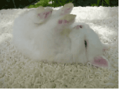 cutefurrythings:  x 