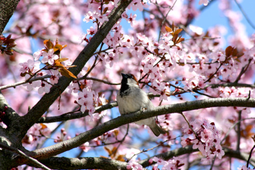 twilightsolo-photography:  Sparrow in a Cherry Blossom Tree  ©twilightsolo-photography // Insta