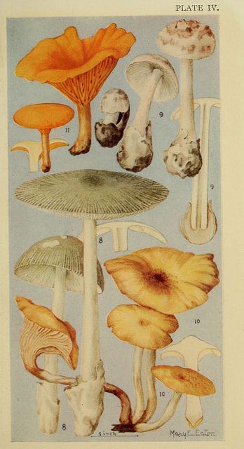 grislywitchpits:mary e. eaton, fungi illustrations